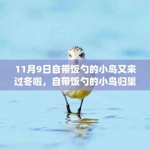 自带饭勺的小鸟归巢过冬,生态适应还是人类干预?