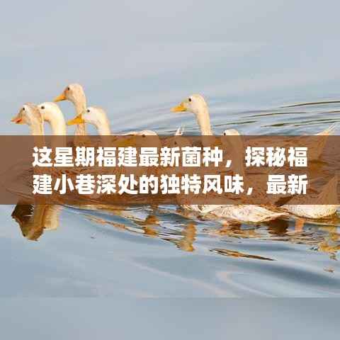 福建小巷深处的独特风味,最新菌种小店之旅探秘记