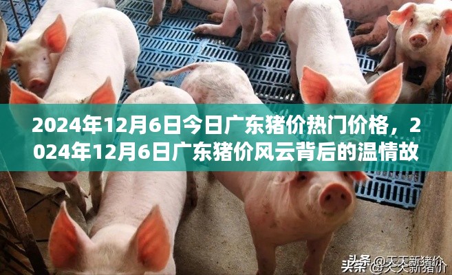 广东猪价风云背后的温情故事,最新价格动态与深度解读