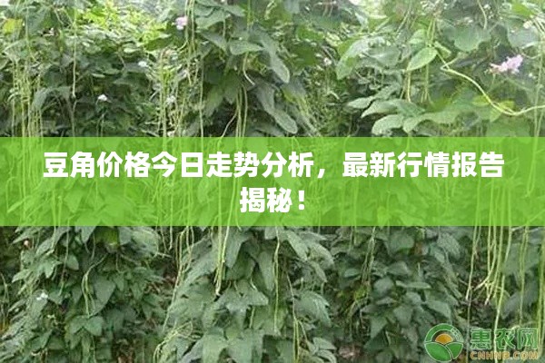 豆角价格今日走势分析,最新行情报告揭秘!