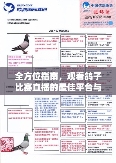 全方位指南,观看鸽子比赛直播的最佳平台与渠道!