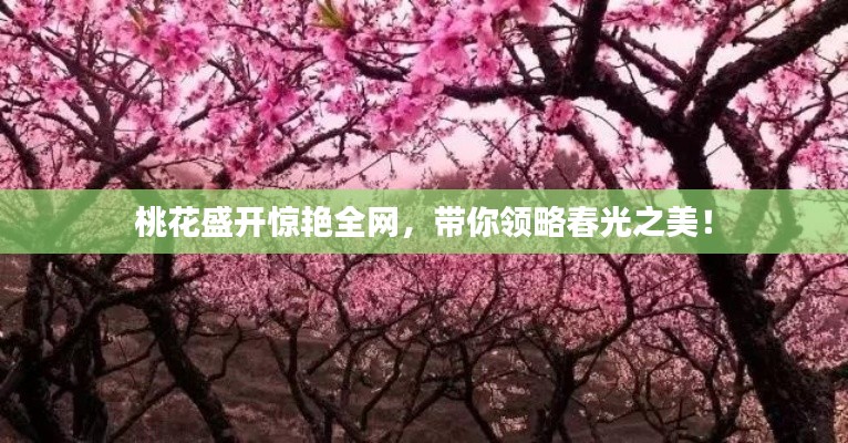 桃花盛开惊艳全网,带你领略春光之美!