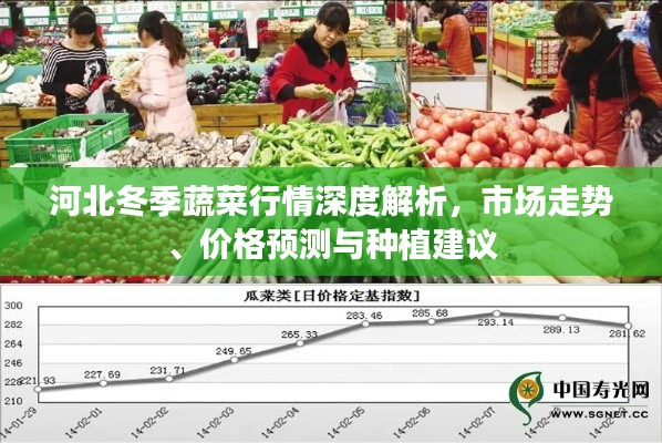 河北冬季蔬菜行情深度解析,市场走势、价格预测与种植建议
