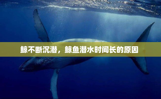 鲸不断沉潜,鲸鱼潜水时间长的原因