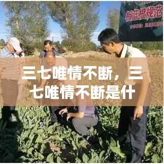 三七唯情不断,三七唯情不断是什么歌