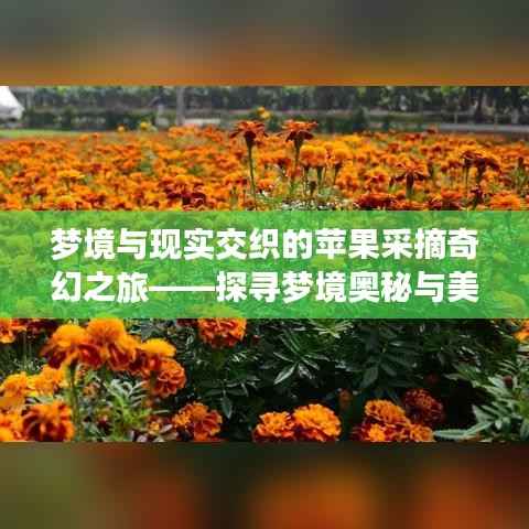 梦境与现实交织的苹果采摘奇幻之旅——探寻梦境奥秘与美好果实